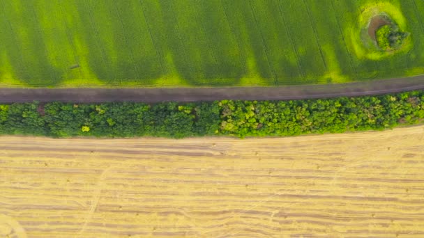 Luchtfoto Van Groene Maïsvelden Plattelandsvelden Het Oogsten Met Ronde Stapels — Stockvideo