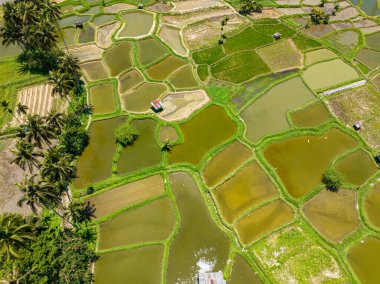 Pirinç tarlaları ve tropik bölgelerde tarım arazileri. Sumatra. Endonezya.