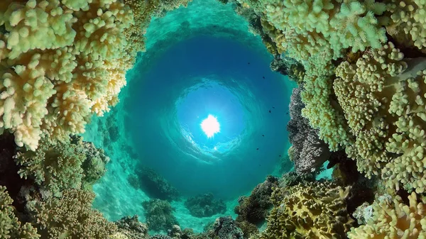 热带五彩斑斓的水下海 珊瑚花园 水底活鱼 海底热带多彩的软硬珊瑚海景 菲律宾 — 图库照片