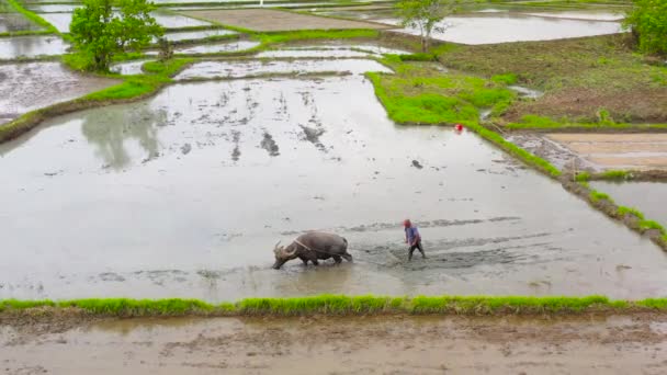 Αγρότης Οργώνει Ένα Χωράφι Βοήθεια Ενός Ταύρου Άροτρο Προετοιμασία Εδάφους — Αρχείο Βίντεο