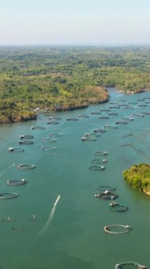Balık ve karides kafesli balık çiftliğinin havadan görünüşü. Bangus için balık göleti, süt balığı. Çiftçilik, su ürünleri ya da piskoposluk uygulamaları. Filipinler, Luzon. Dikey video.
