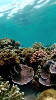 Tropikal Deniz Burnu Su Altında Yaşam. Tropik sualtı balığı. Dikey video.