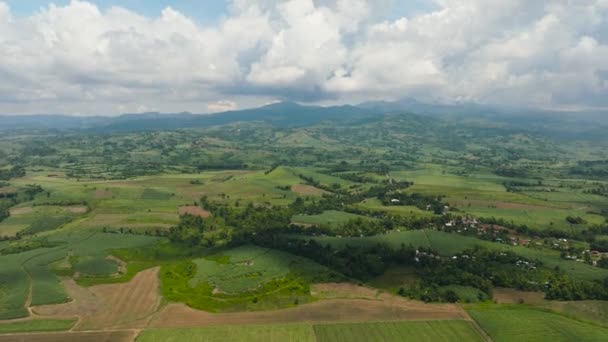Vista Aérea Tierras Cultivo Campos Con Cultivos Maduración Campo Contexto — Vídeo de stock