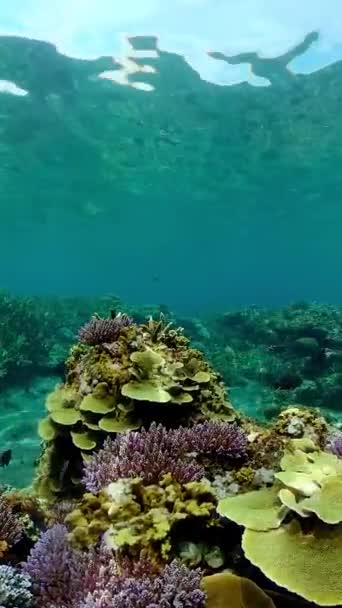 Coral Jardim Paisagem Marinha Coral Tropical Colorido Vídeo Vertical — Vídeo de Stock