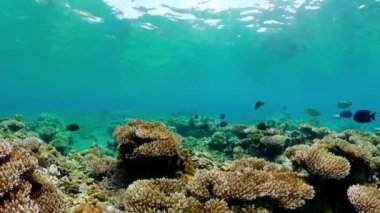 Coral Reef Fish Scene. Tropical underwater sea fish. Colourful tropical coral reef.