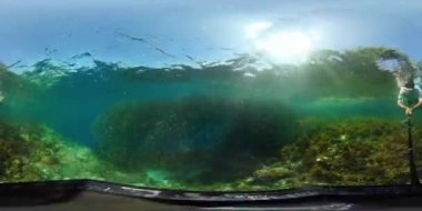 Sardalya okulu. Tropik Su altı Renkli Resifi. Tropik sualtı balığı. Filipinler. 360VR.