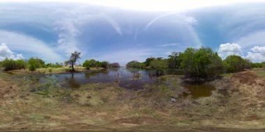 Trees in a picturesque lake or swamp with water lilies in the jungles of Sri Lanka. Sri Lanka sites of wetlands. Virtual Reality 360.