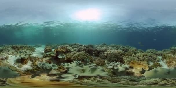 Recifes Coral Peixes Tropicais Mundo Subaquático Das Filipinas Filipinas Vídeo — Vídeo de Stock