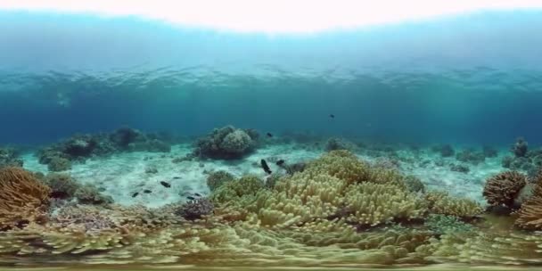 水中魚園のサンゴ礁 サンゴ礁のシーン サンゴの庭の風景です フィリピンだ 360Vrビデオ — ストック動画