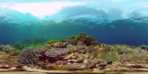 Bela Paisagem Subaquática Com Peixes Tropicais Corais Recifes Corais Reef — Vídeo de Stock