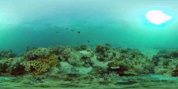 Podmořský Svět Korálovými Útesy Tropickými Rybami Koncept Cestovní Dovolené 360Vr — Stock video