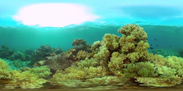 Сцена Рифа Морской Мир Морской Подводный Риф Филиппины Виртуальная Реальность — стоковое видео