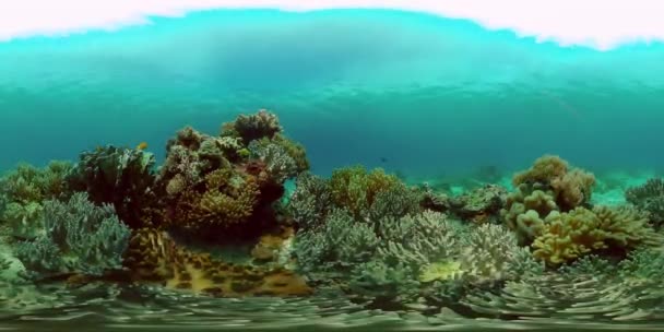 Tropické Ryby Korálové Útesy Při Potápění Krásný Podmořský Svět Korály — Stock video