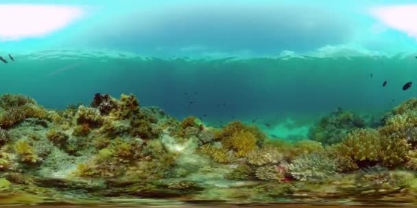 Recifes Corais Tropicais Peixes Subaquáticos Corais Duros Macios Vídeo Subaquático — Vídeo de Stock