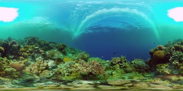 Tropische Unterwasserfische Farbenprächtiges Tropisches Korallenriff Szenenriff Philippinen Virtuelle Realität 360 — Stockvideo