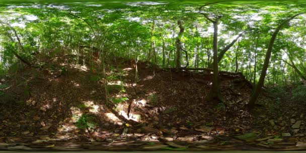 Trópusi Erdő Buja Növényzettel Srí Lankán 360 Fokos Nézet — Stock videók