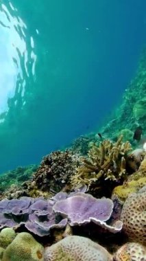 Su altı balık resifi denizcisi. Tropik renkli sualtı deniz manzarası. Dikey video.