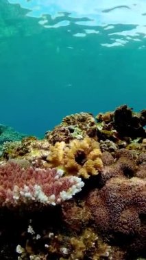 Su altı balık resifi denizcisi. Tropik renkli sualtı deniz manzarası. Dikey video.