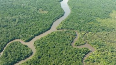 Mangrov ormanı ve nehri olan tropikal manzaranın en üst görüntüsü. Borneo. Malezya.