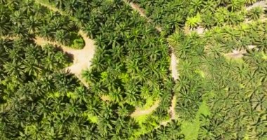 Asya 'daki yağ palmiyesi plantasyonlarının en üst görüntüsü. Palm Petrol Bölgesi. Borneo, Malezya.