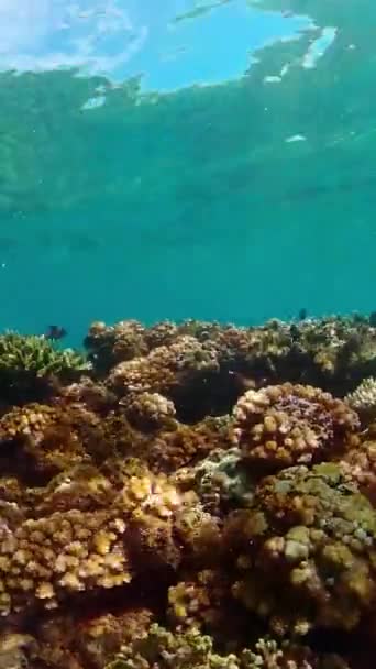 Тропический Коралловый Риф Рыбами Твердыми Мягкими Кораллами Вертикальное Видео — стоковое видео