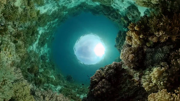 珊瑚礁和热带鱼类 菲律宾的水下世界 — 图库照片