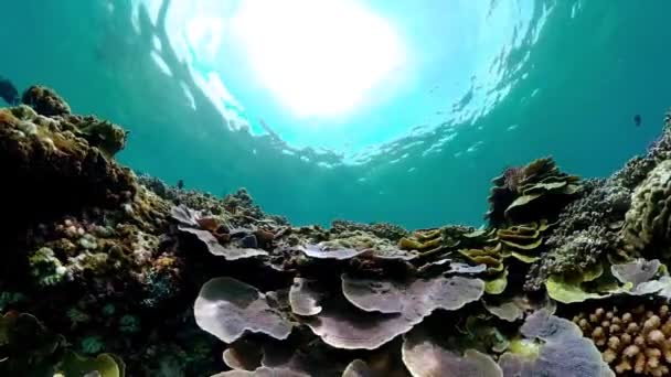 Морской Мир Морской Подводный Риф Тропические Красочные Подводные Моря — стоковое видео