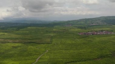 Sumatra 'daki çay arazilerinin ve tarım arazilerinin insansız hava aracı. Çay tarlaları. Kayu Aro, Endonezya.