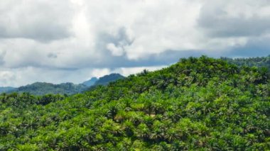 Borneo 'daki palmiye arazilerinin havadan görünüşü. Palmiye yağı çiftliği. Malezya.