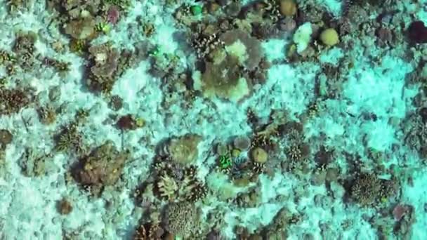 Recifes Coral Peixes Água Cristalina Turquesa Bornéu Malásia — Vídeo de Stock