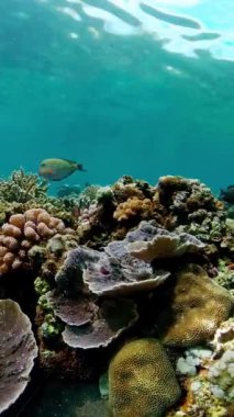 Renkli tropikal mercan resifi. Sahne resifi. Deniz yaşamı deniz dünyası. Dikey video.