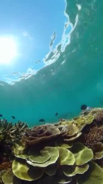 Tropik mercan resifleri ve su altında balıklar. Sert ve yumuşak mercanlar. Dikey video.