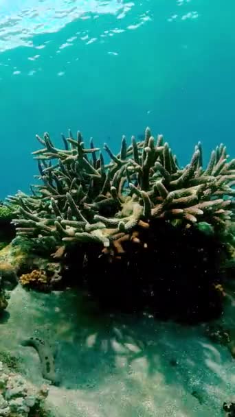 有色鱼和珊瑚礁的海底世界 热带珊瑚礁海洋 垂直录像 — 图库视频影像
