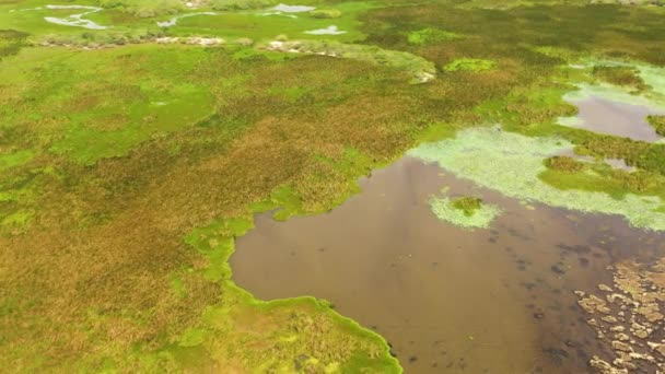 Aerial View Surface Lake Swamp Aquatic Vegetation Sri Lanka — Stock Video