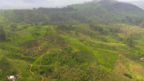 Aerial View Green Tea Plantations Mountainous Province Sri Lanka Tea — Stockvideo