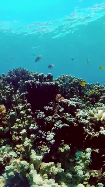 Dunia Bawah Laut Terumbu Karang Dengan Ikan Menyelam Taman Karang — Stok Video