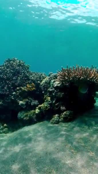 Altı Balık Resifi Denizcisi Tropik Renkli Sualtı Deniz Manzarası Dikey — Stok video