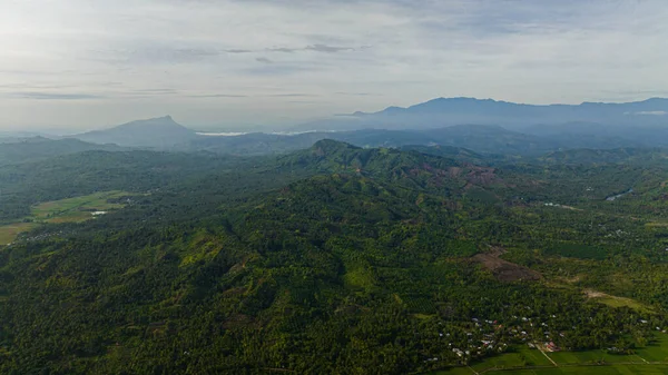 Dron Aéreo Cultivo Cultivo Plantas Zonas Rurales Sumatra Países Bajos —  Fotos de Stock