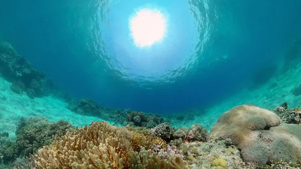 Подводный Мир Коралловым Рифом Тропическими Рыбами Концепция Туристического Отпуска — стоковое фото