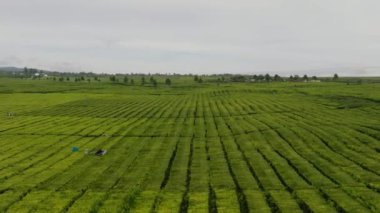 Jambi ilindeki Kerinci Regency 'deki Kayu Aro çay çiftliği. Sumatra, Endonezya.