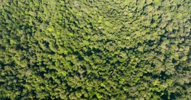 Orman ve tropikal bitki örtüsü. Borneo, Malezya.
