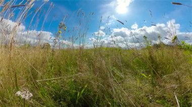 Güneşli bir günde çayır ve uzun otlarla dolu kırsal bir arazi. Mavi gökyüzünün altında bulutlu tarla ve çimenler.
