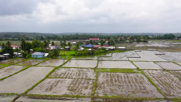 Χωριό Των Φιλιππίνων Και Ορυζώνες Πλημμυρίζουν Νερό Γεωργικές Εκτάσεις Στη — Αρχείο Βίντεο