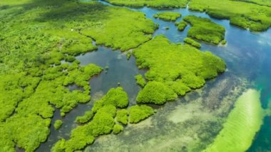 Hava manzaralı yeşil ekoloji mangrovu deniz koyuna tropikal yağmur ormanı. Mangrove manzarası. Siargao, Filipinler.
