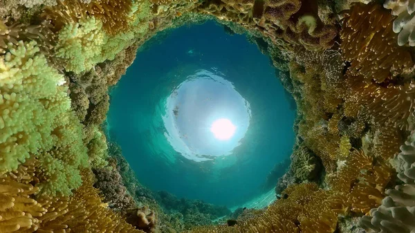 柔らかく硬いサンゴ 水中魚園のサンゴ礁 サンゴ礁のシーン フィリピン — ストック写真