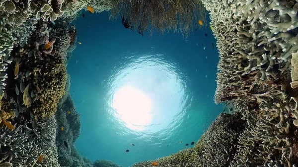 Trópusi Halak Korallzátonyok Búvárkodáskor Gyönyörű Víz Alatti Világ Korallokkal Halakkal — Stock Fotó