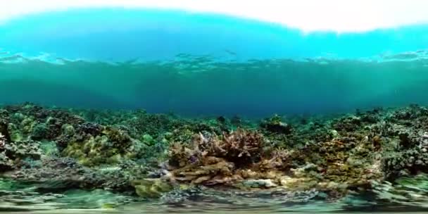 Krásný Podmořský Svět Korálovými Útesy Tropickými Rybami Barevný Tropický Korálový — Stock video