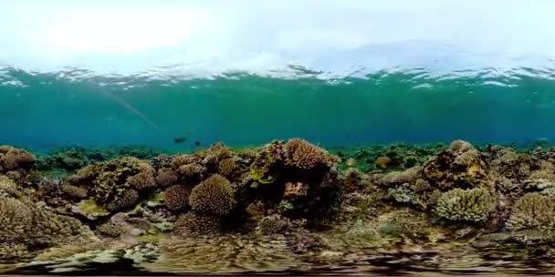Peces Tropicales Arrecifes Coral Bajo Agua Corales Duros Blandos Paisaje — Vídeo de stock