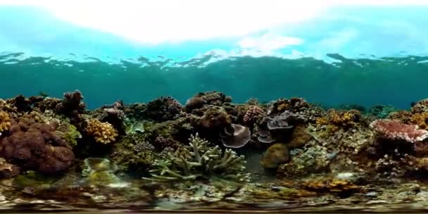 熱帯の水中魚 カラフルな熱帯のサンゴ礁 シーンリーフ 仮想現実360 — ストック動画