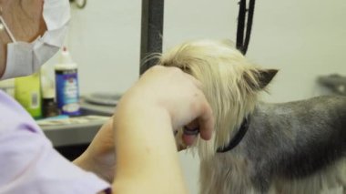 Evcil hayvan bakım salonu. Evcil hayvan bakımı yapan küçük bir köpeği tımar etmek, köpekler için kuaförlük yapmak. Küçük köpek bir profesyonel tarafından makas olarak masaya oturur..